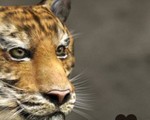 0004_Making_of_Tiger_Zoo_Banner