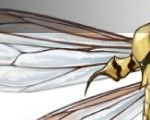 0348_How_To_Draw_a_Bee_Wings_Banner