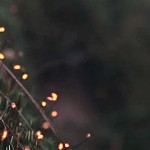 极具创意的艺术短片：森林里的光影投射和制作解析