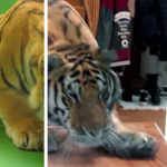 在你的视频里添加一只老虎，AE抠像教学